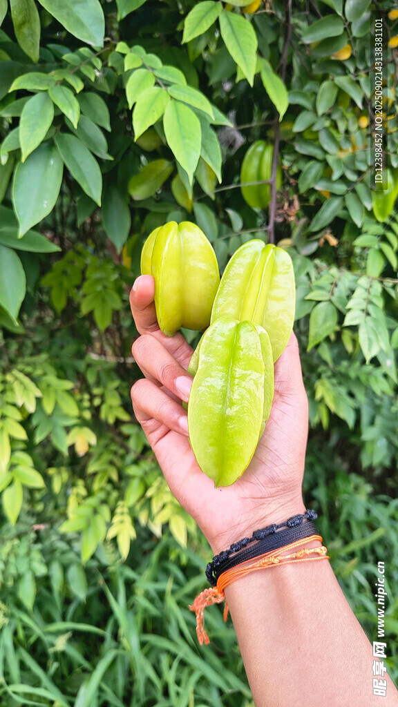 手捧奇特黄绿果实