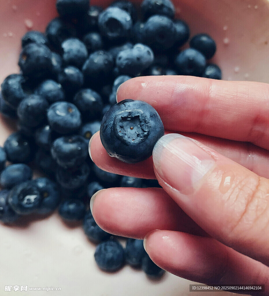 手捧新鲜蓝莓特写