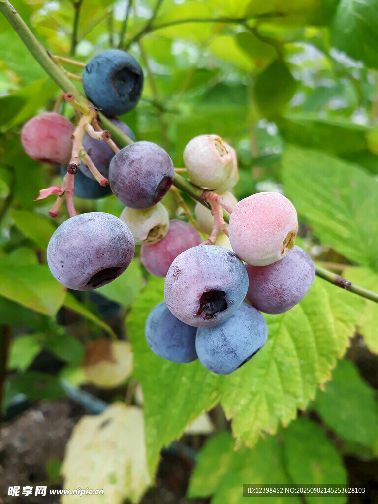 枝头饱满的多彩蓝莓