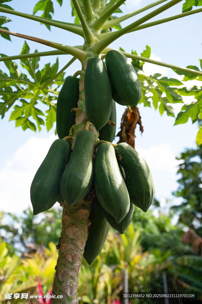 挂满青木瓜的木瓜树