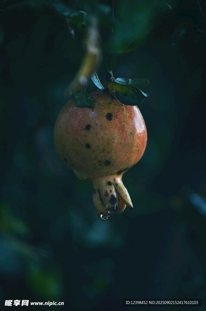 枝头饱满的成熟石榴