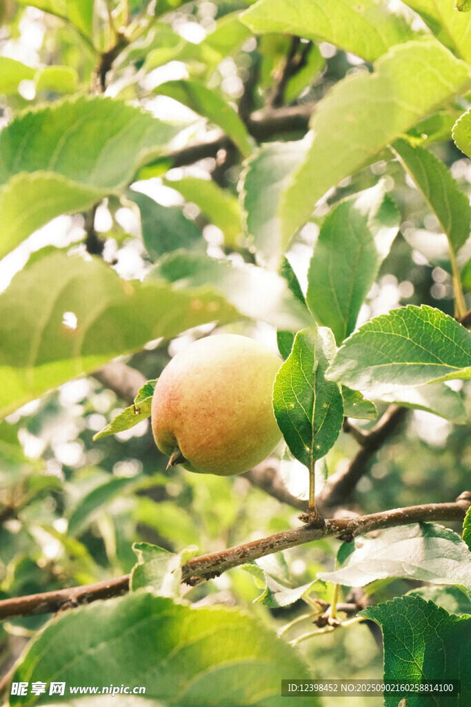 枝头挂着的鲜嫩苹果