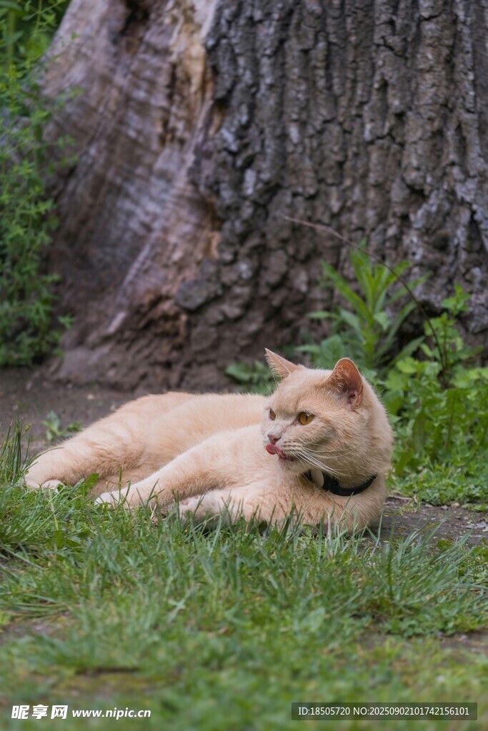 树下休憩的橘猫
