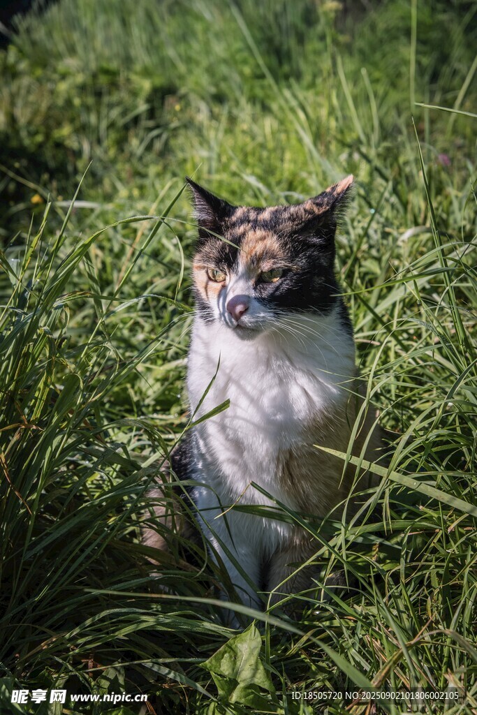 草丛中的三色猫咪