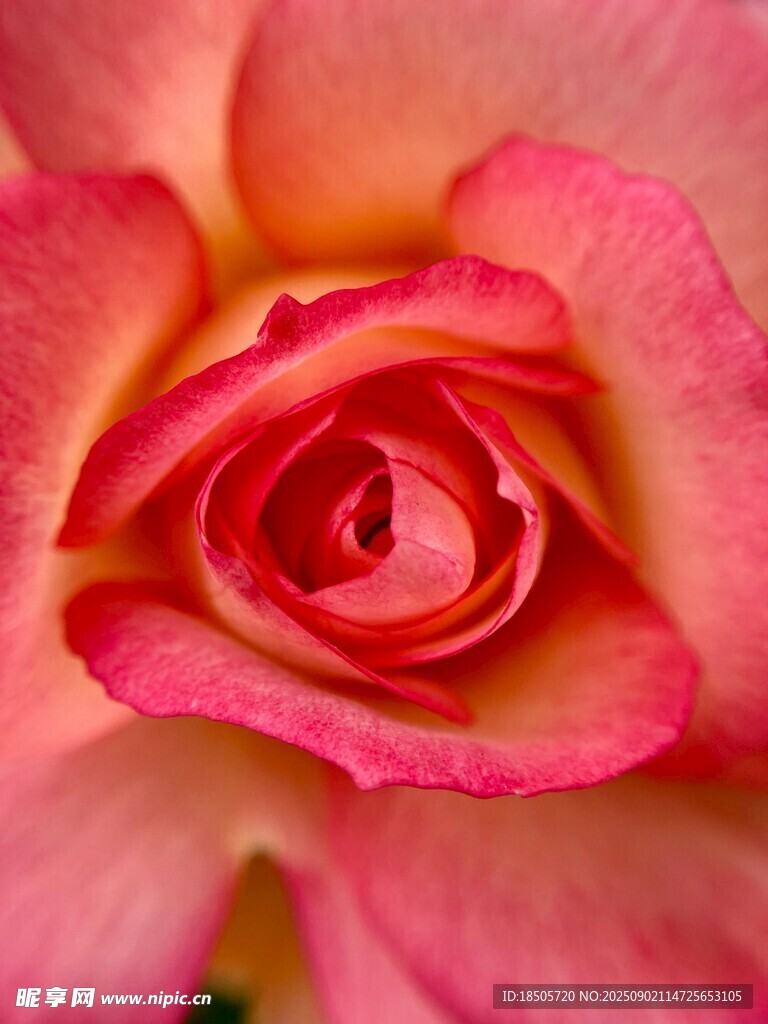 娇艳粉色玫瑰花特写