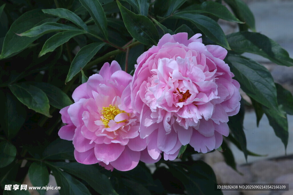 芍药花 