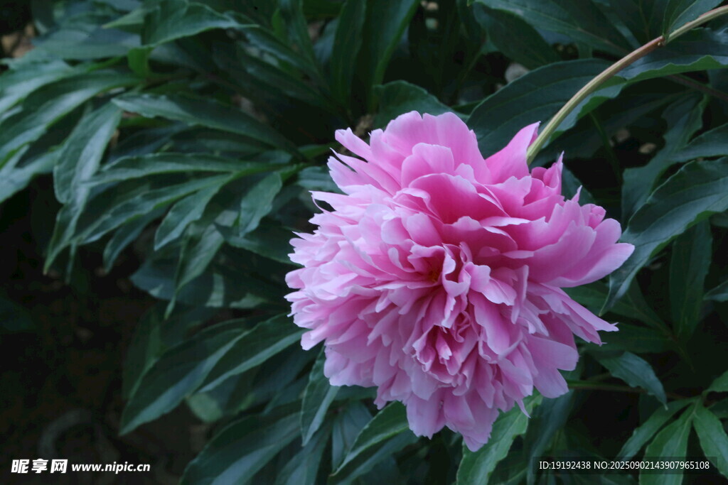 芍药花  