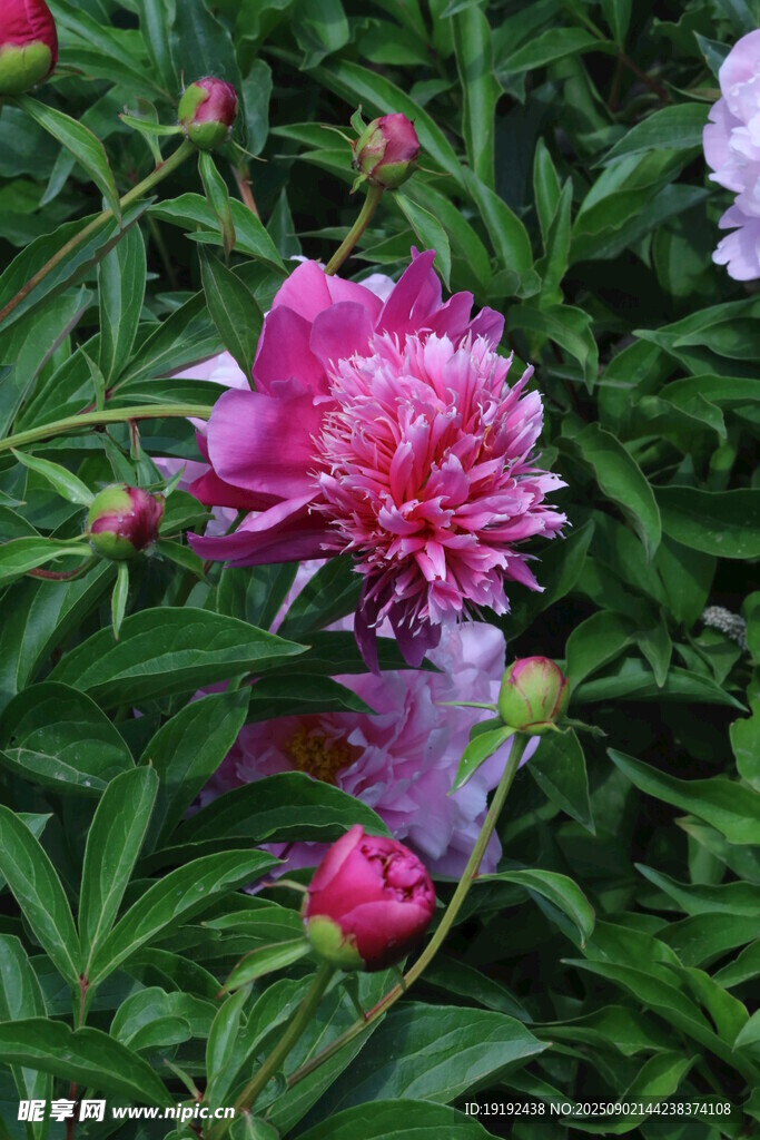 芍药花 