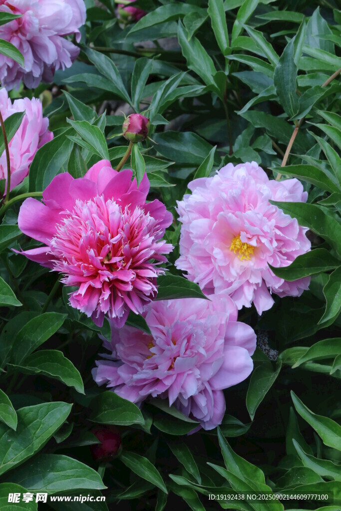 芍药花  