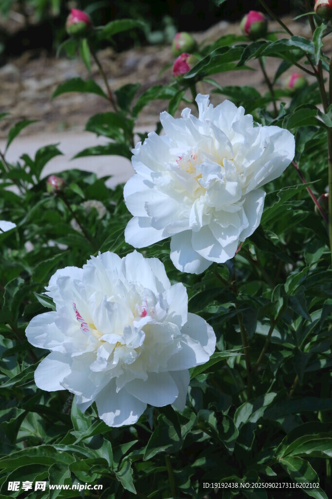 芍药花 