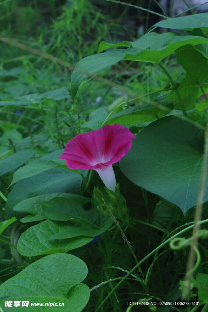 牵牛花  