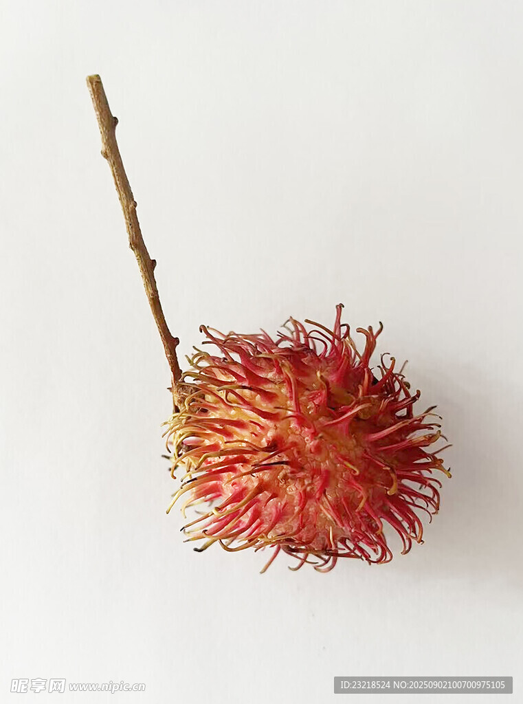 红毛丹