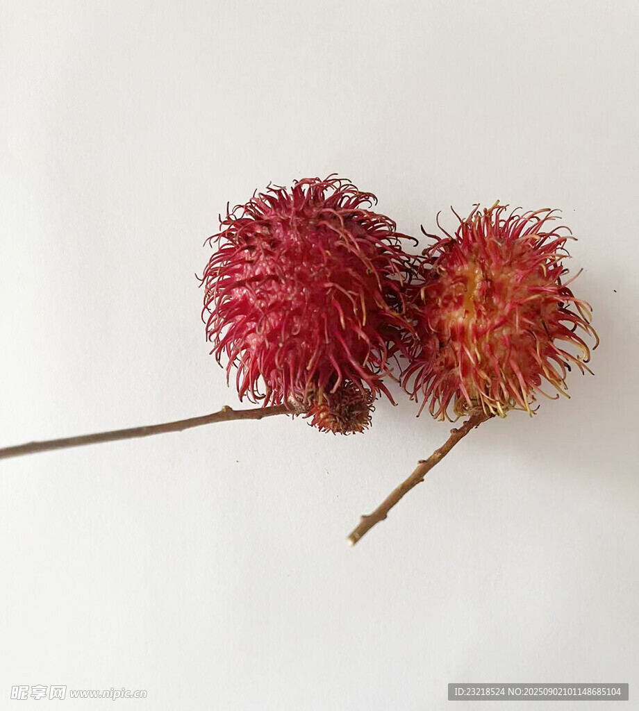 红毛丹