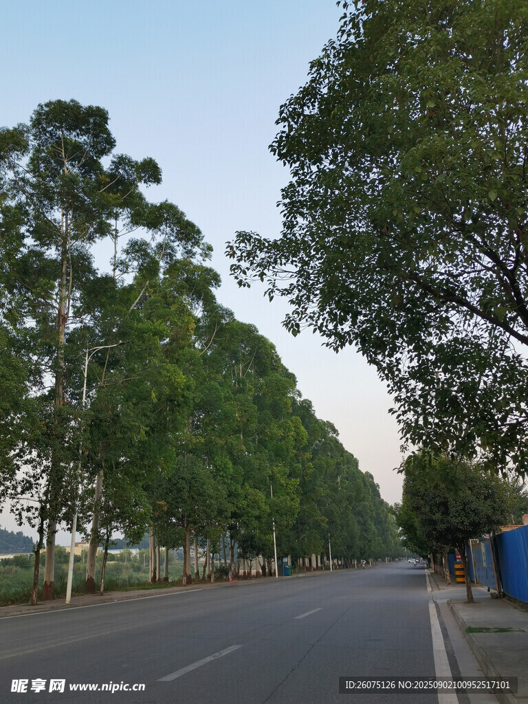 林荫大道静谧的道路风光
