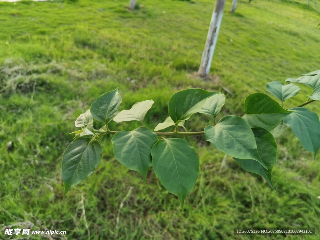 草地上的绿叶植物