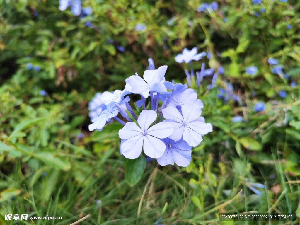 蓝雪花绽放于翠绿草丛中