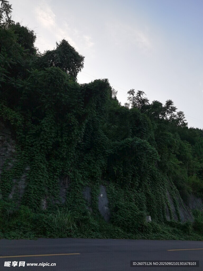公路旁岩壁上葱郁的植被景观