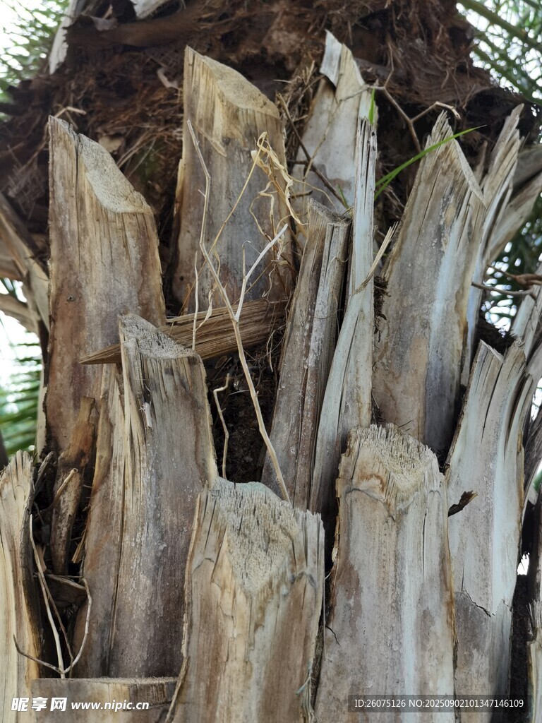 奇特造型的棕榈树树干特写