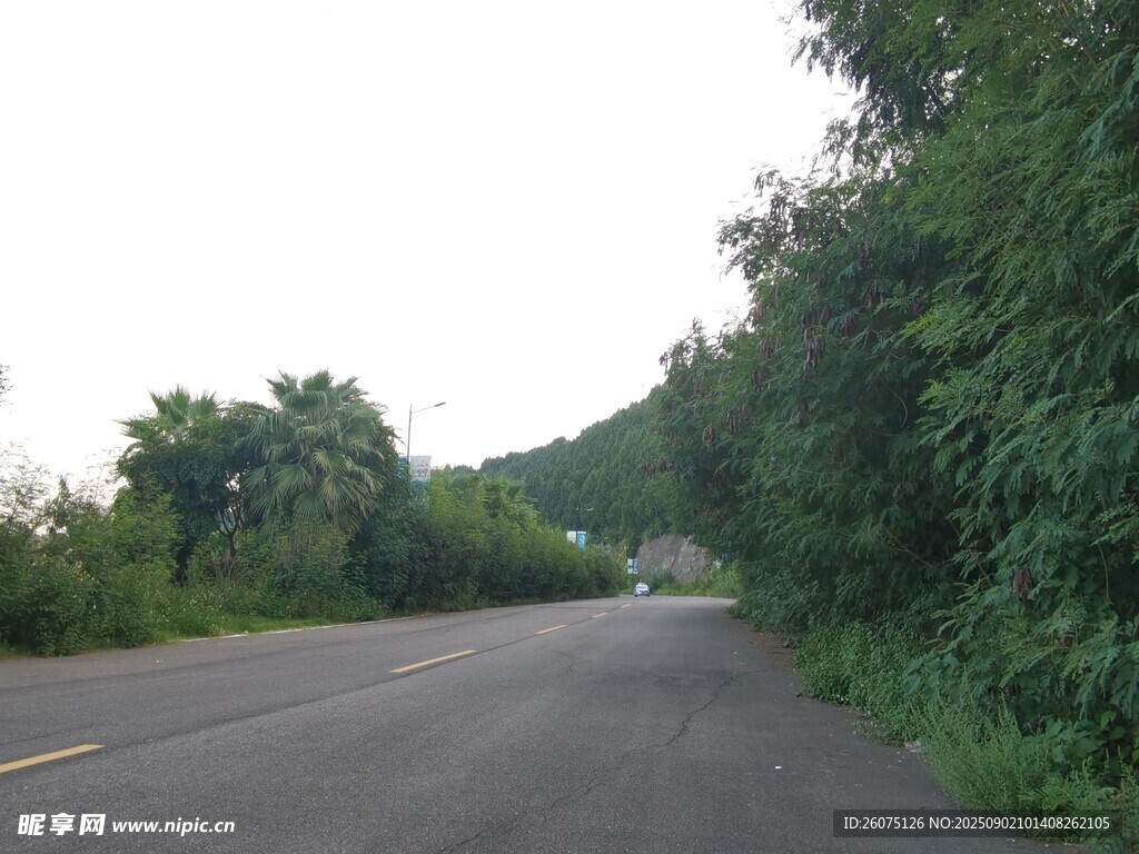 乡间公路绿意环绕
