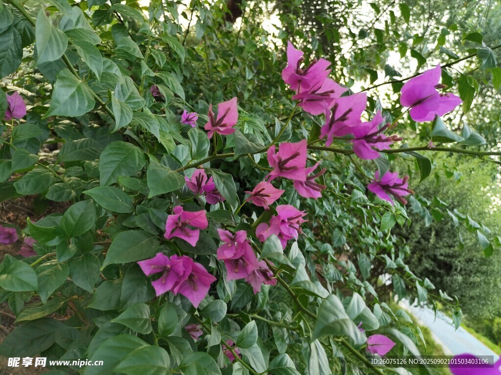 绽放的艳丽三角梅