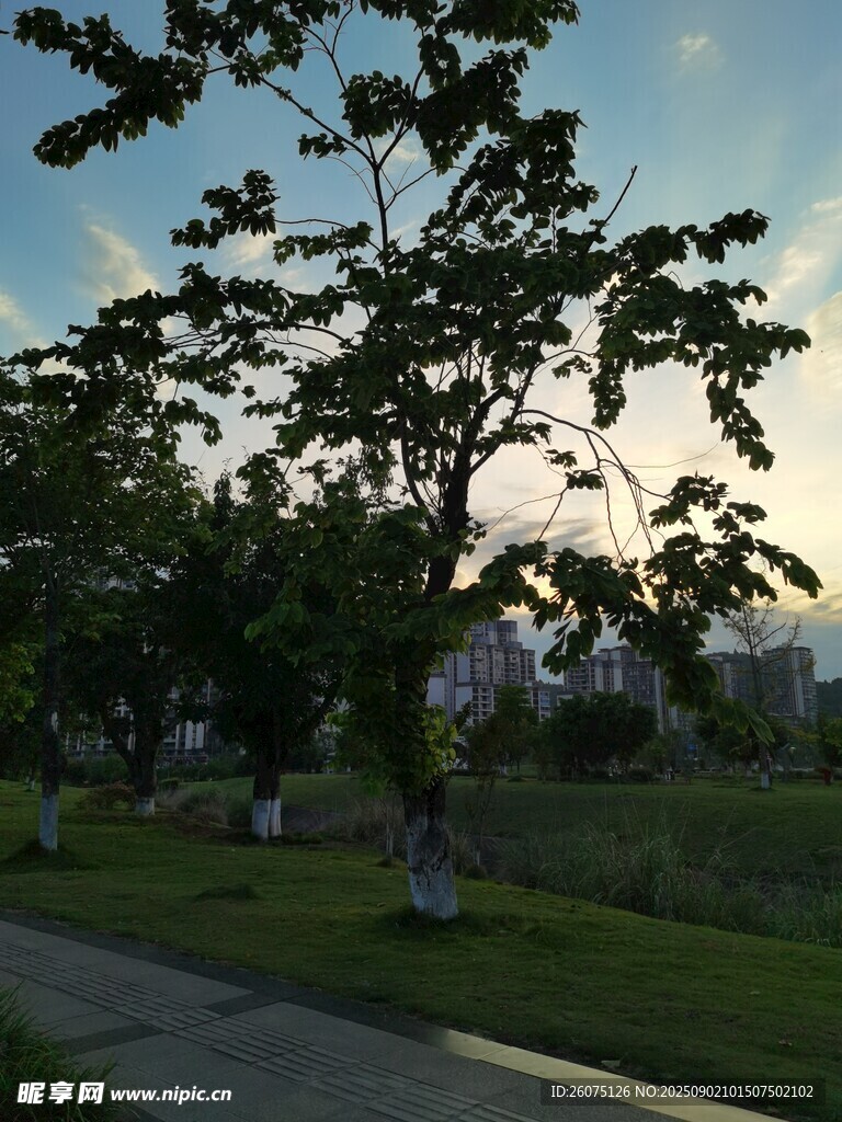 黄昏下的绿树小道