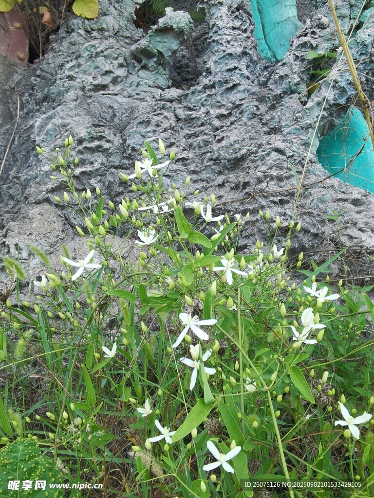 岩石边绽放的白色小花