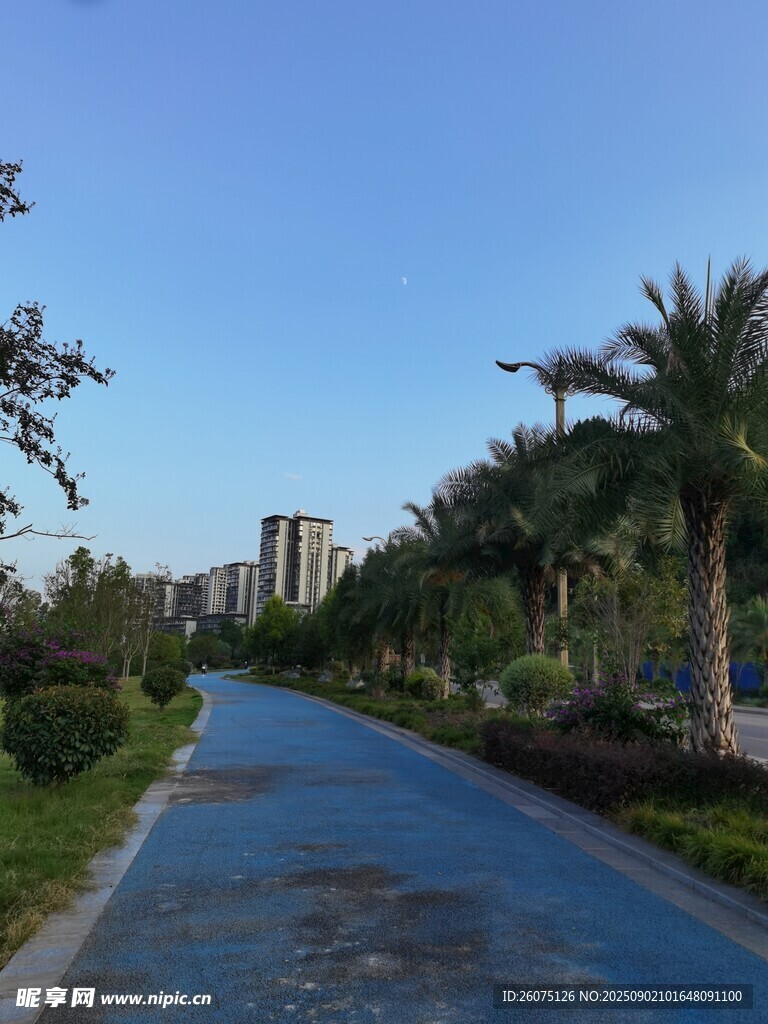 蓝道旁的葱郁绿植