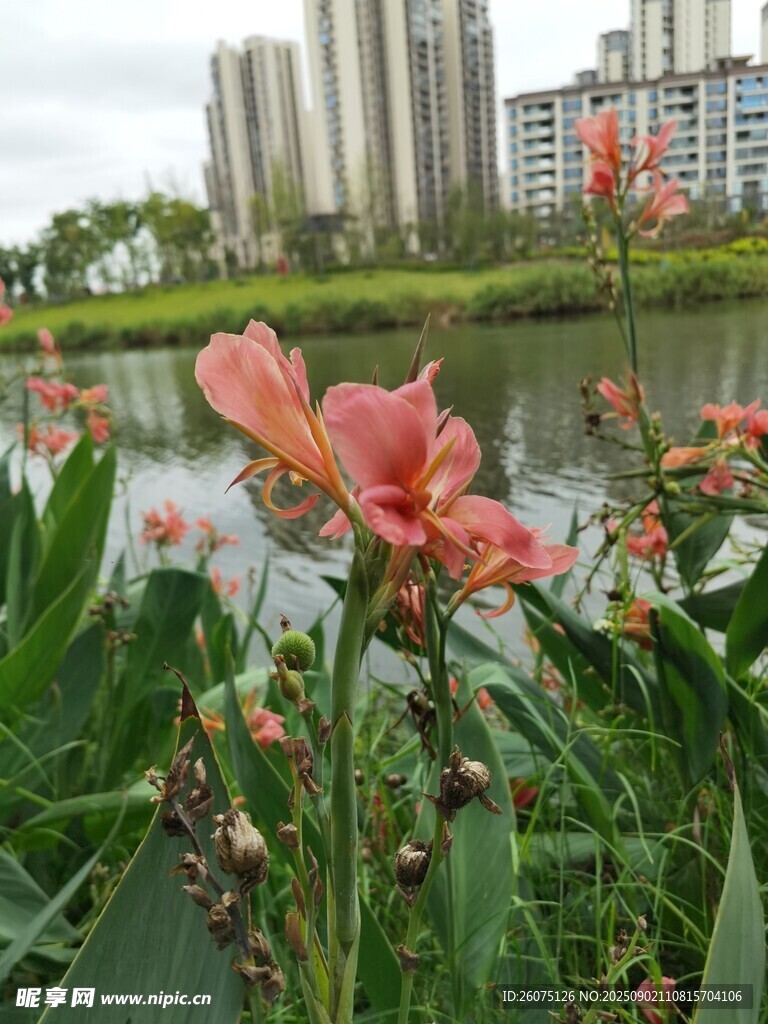 湖畔美人蕉绽放