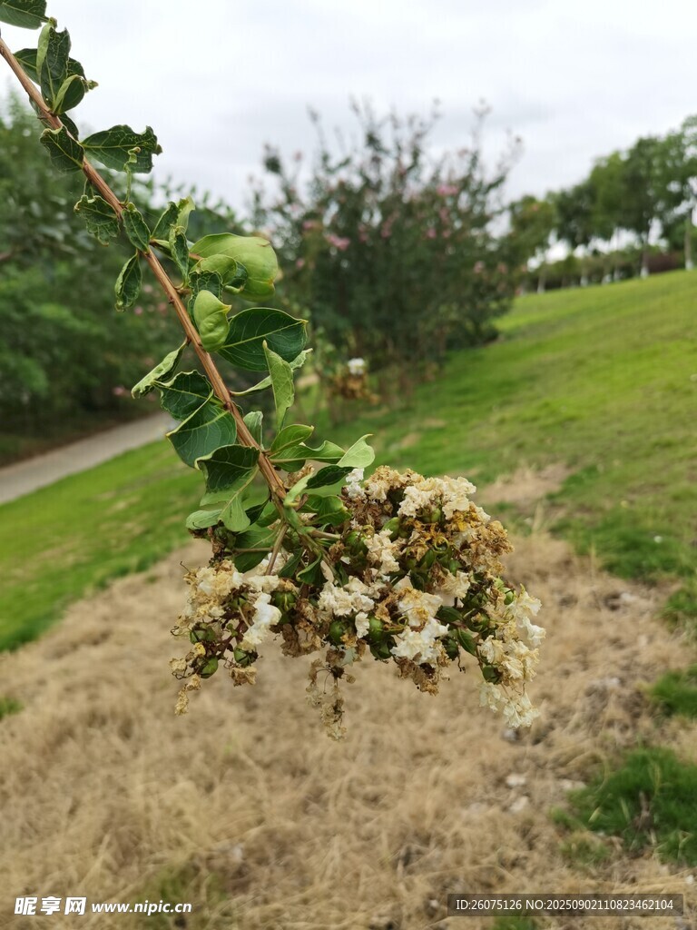 枯萎紫薇花枝于户外场景
