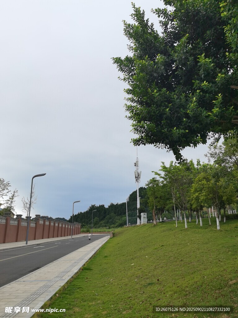 城市道路旁的绿树与草坪