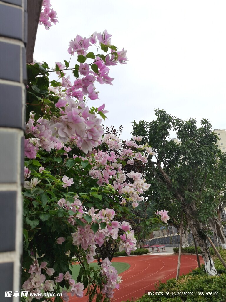 墙边绽放的烂漫紫花