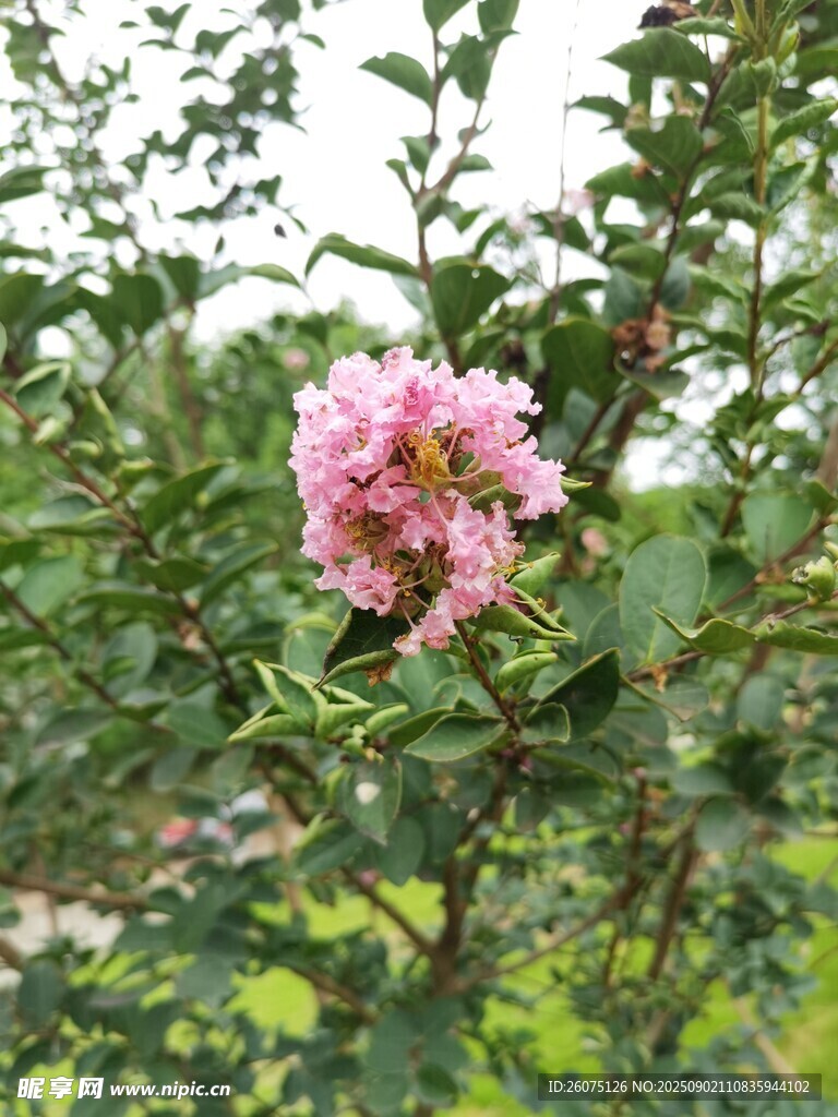 娇艳盛开的粉色花朵