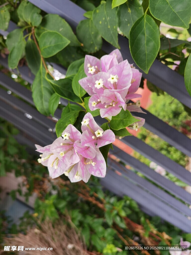 粉色三角梅绽放于栏杆旁
