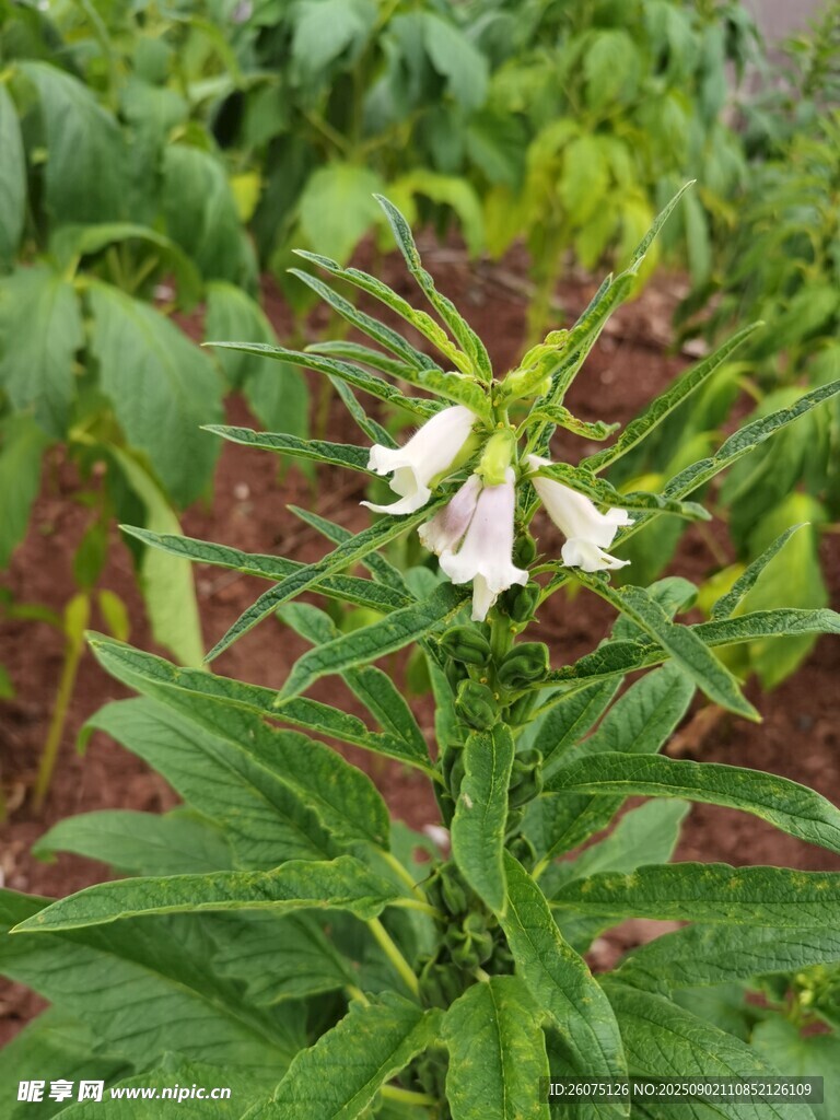 芝麻植株与花朵