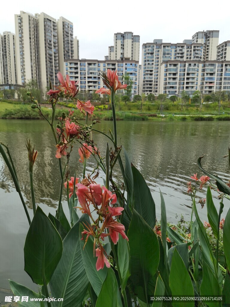 湖畔美人蕉花卉与城市远景