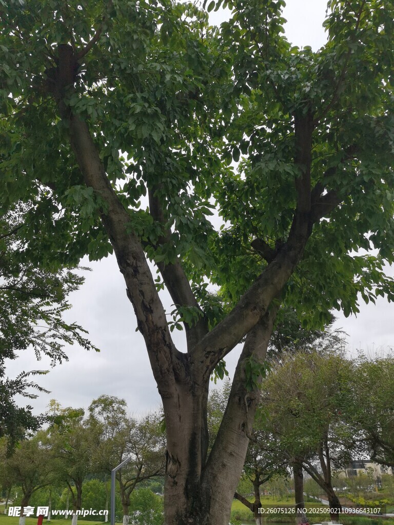 公园中的繁茂大树