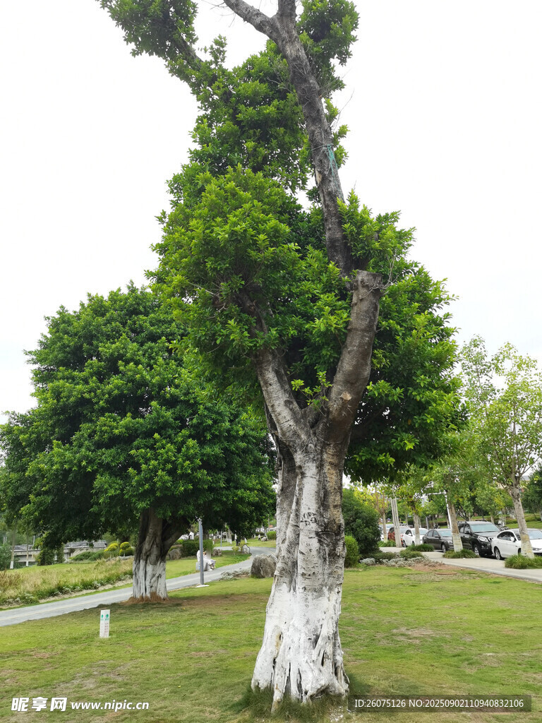 古雅造型树屹立于草地