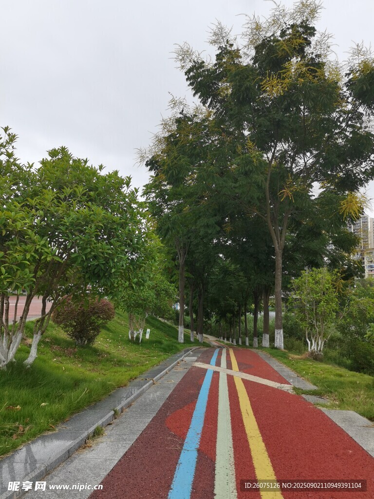 彩色步道旁的绿树景观