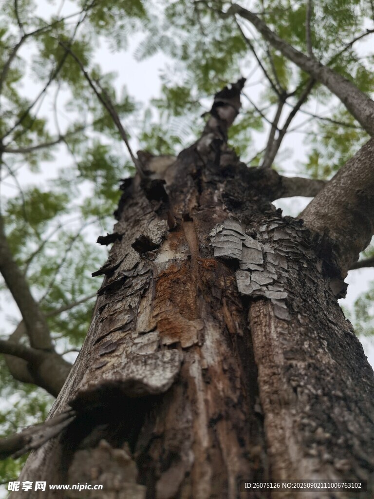 仰望古老树干的独特纹理