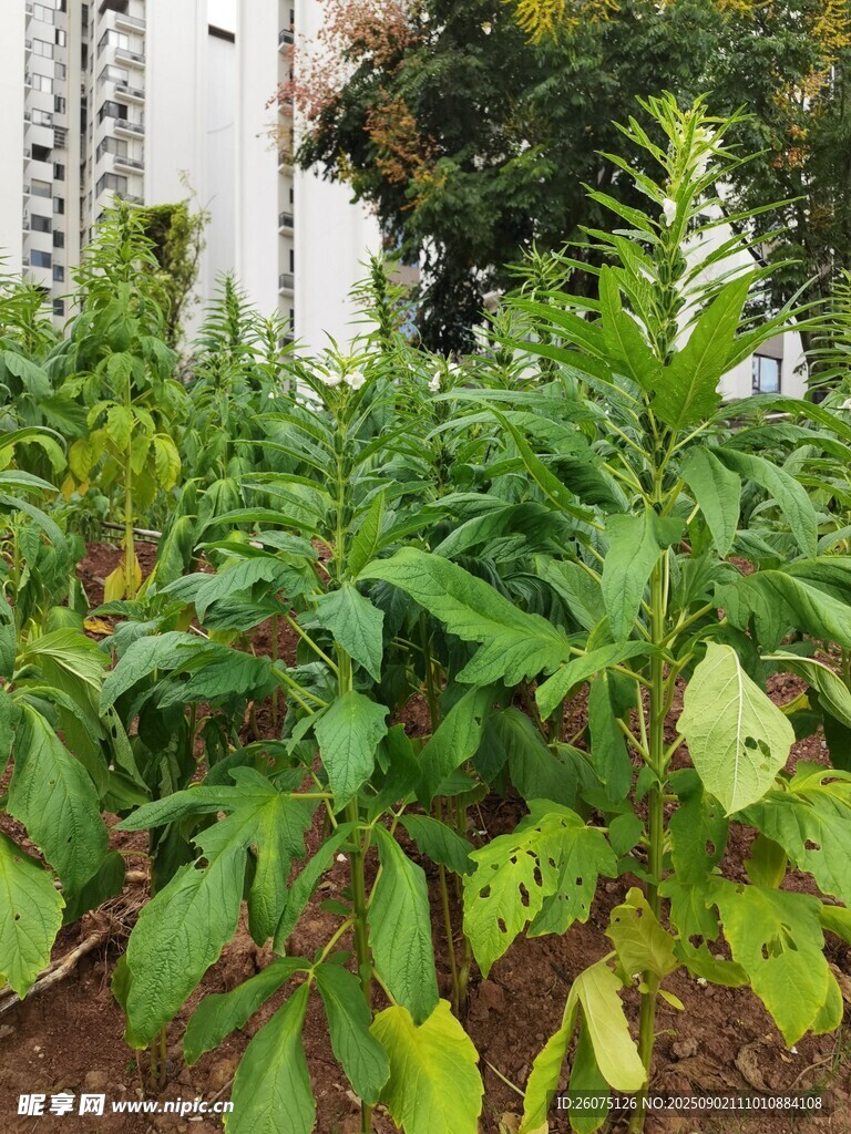 城市中的芝麻植株景观
