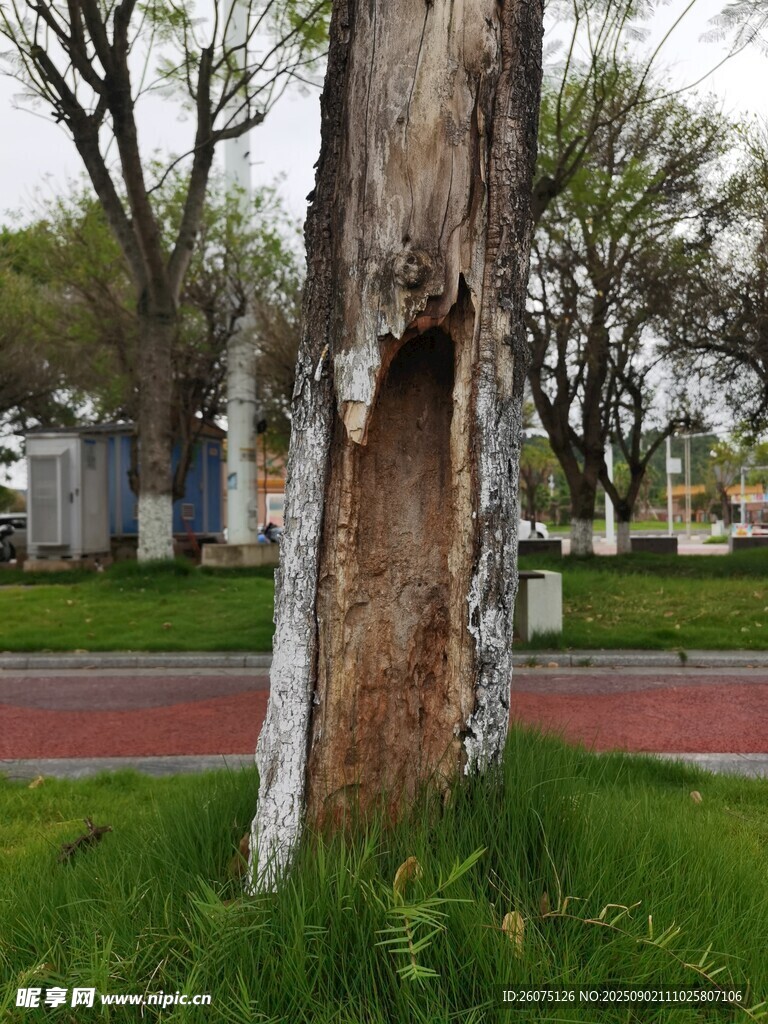 树干上的树洞景观