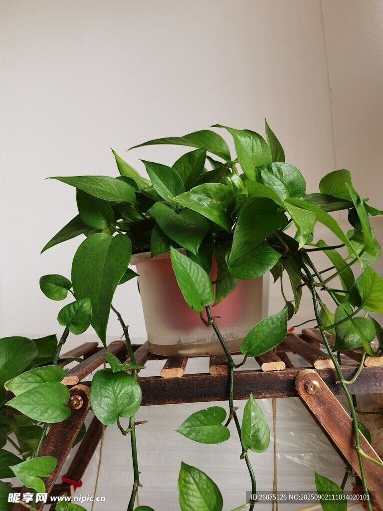 翠绿绿萝垂挂于花架上