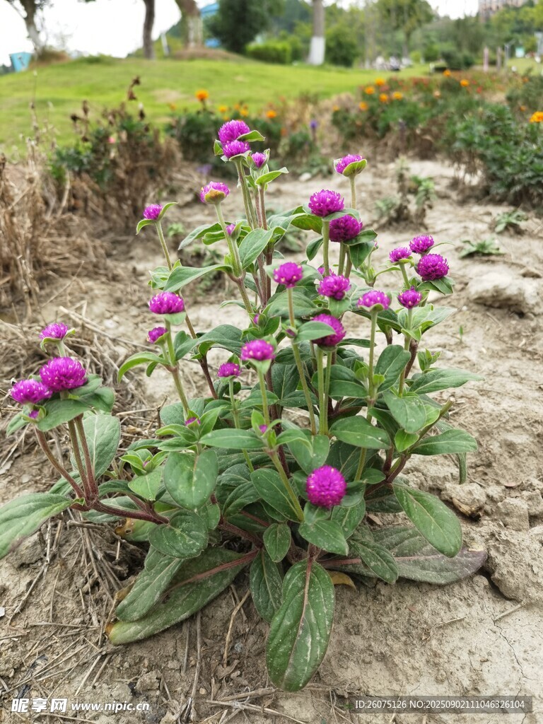 紫色野花绽放于泥土间