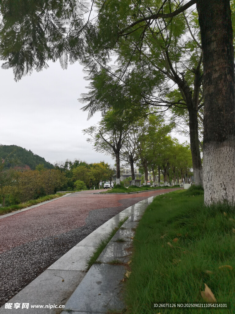 雨后清新的林荫步道