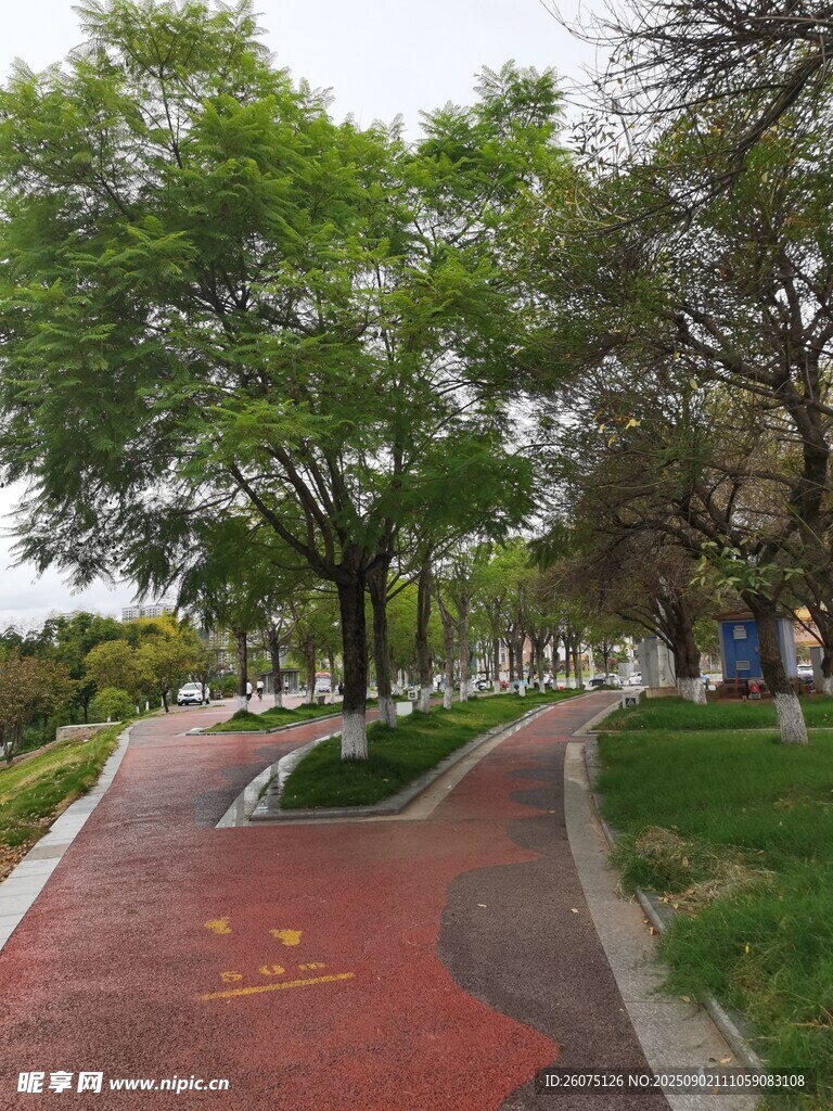 城市林荫下的红色步道