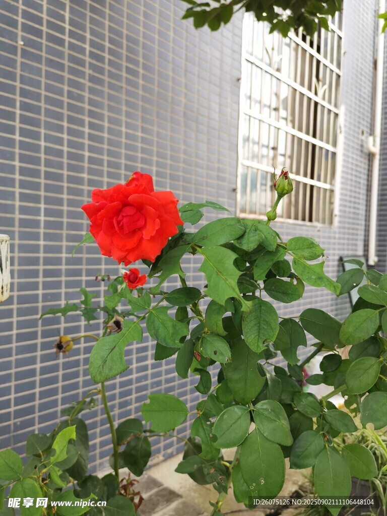 墙边绽放的鲜艳红玫瑰