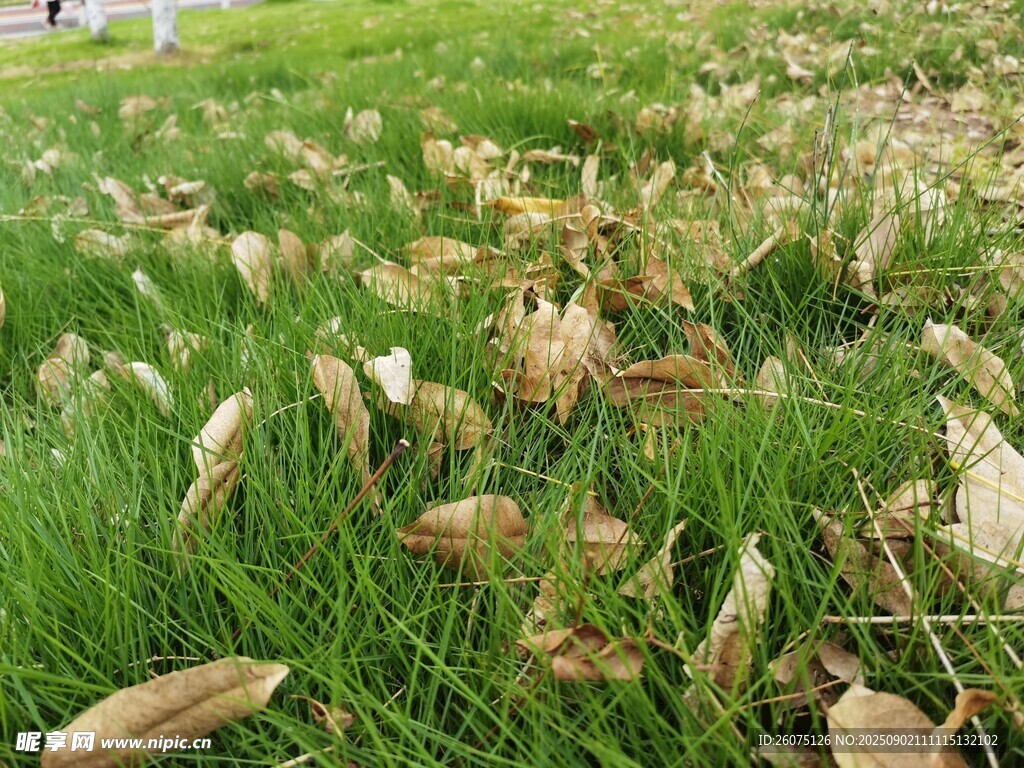 翠绿草地上的枯黄落叶