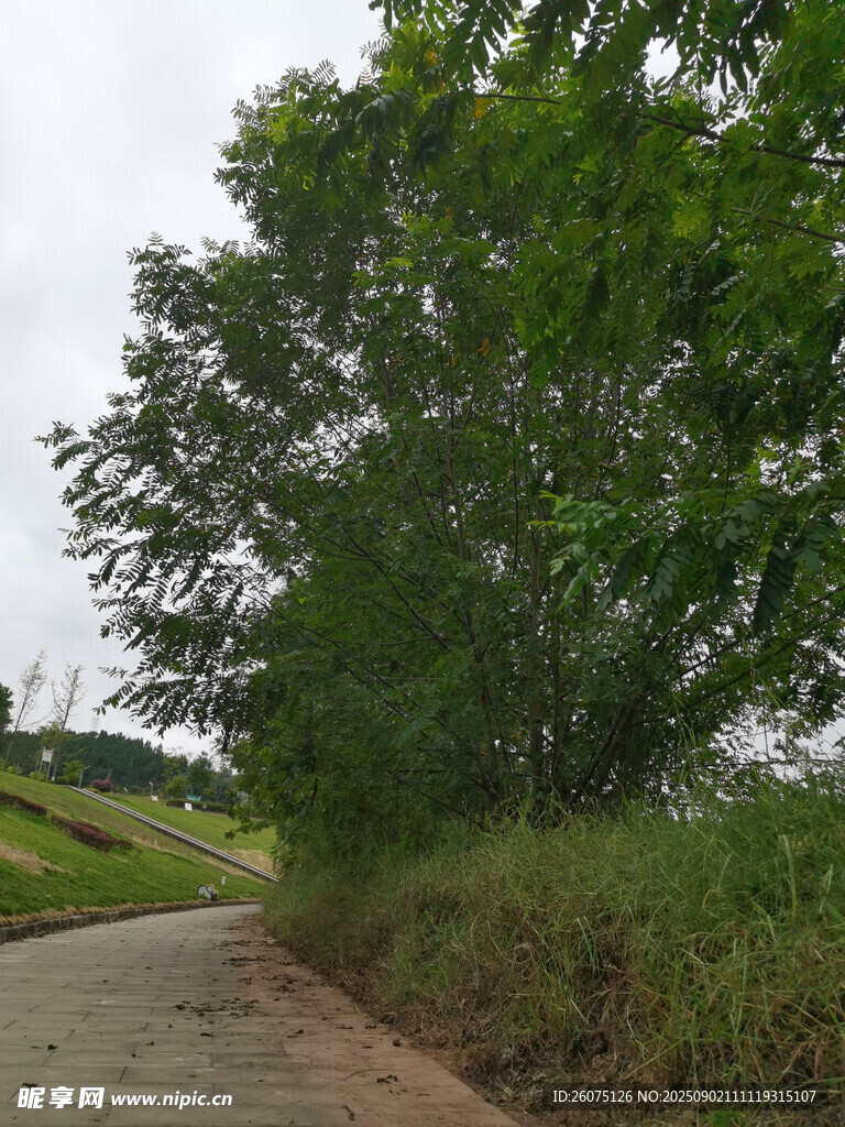 乡间小路旁的葱郁绿树