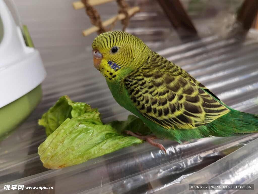 虎皮鹦鹉啄食新鲜生菜