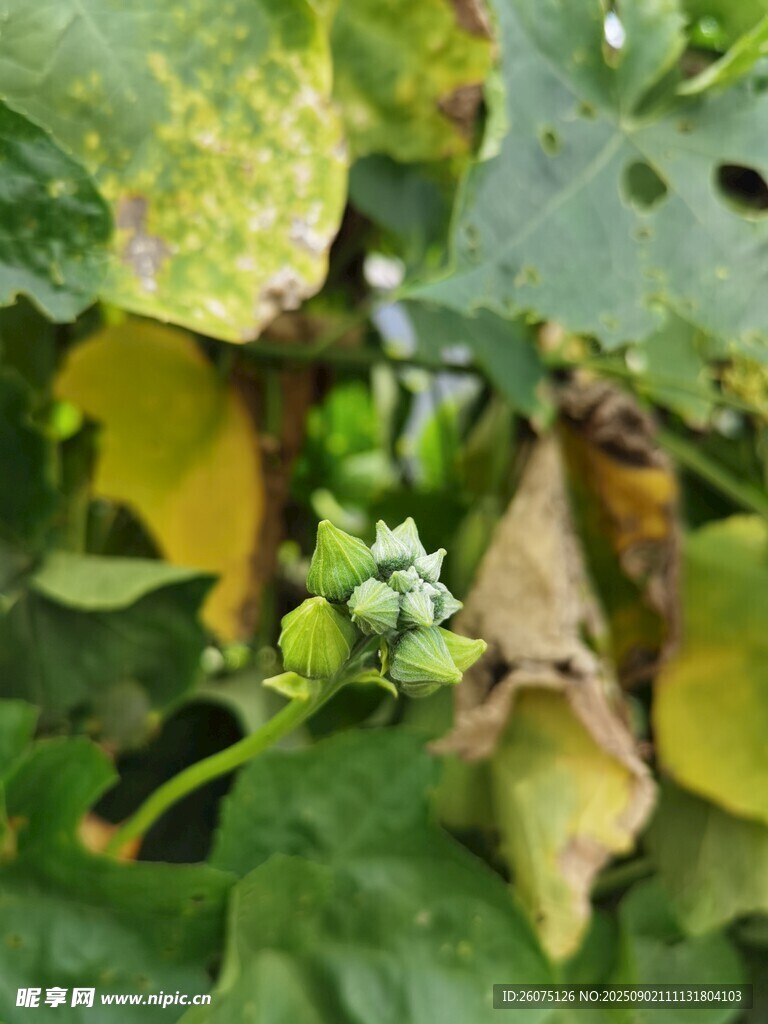 绿叶间的青涩花苞